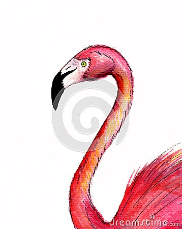 Realistik pink flamingo. Hand drawn watercolor illustration isolated on white background. Exotic tropical bird.For T-shirt print, Cartoon Illustration