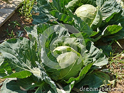 Reaping cabbage planst in a kitchen garden Stock Photo