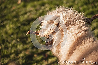 Rear portrait of a white sheep with curved horns basking in the sunlight with blur green background Stock Photo