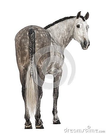 Rear view of an Andalusian, 7 years old, looking back, also known as the Pure Spanish Horse or PRE Stock Photo