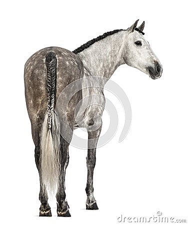 Rear view of an Andalusian, 7 years old, looking right, also known as the Pure Spanish Horse or PRE Stock Photo