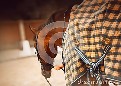 A rear view of a bay horse dressed in a checkered yellow blanket, which a horse breeder holds by the bridle reins. Equestrian Stock Photo