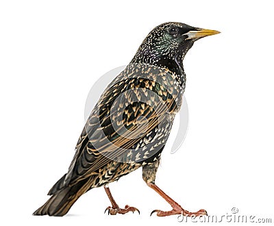 Rear view of a Common Starling, Sturnus vulgaris, isolated Stock Photo
