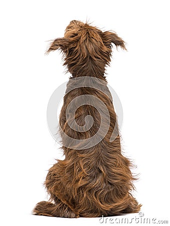 Rear view of a Crossbreed, 5 months old, sitting and looking up Stock Photo