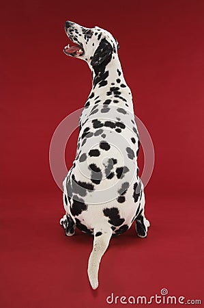 Rear View Of Dalmatian Sitting And Looking Up Stock Photo