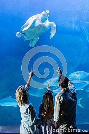 Rear view of family pointing at turtle in a tank Stock Photo