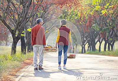 rear view,father and daughter carrying harvested fruits in wooden storage crate together Stock Photo