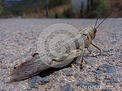 Rear view of a grasshopper Stock Photo