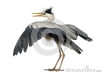 Rear view of an Grey Heron flapping its wings, Stock Photo