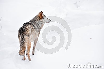 Rear view of grey wolf standing in winter snow day Stock Photo