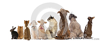 Rear view of a group of pets, Dogs, cats, rabbit, sitting Stock Photo