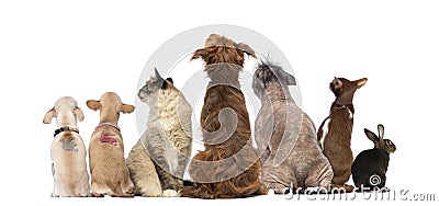 Rear view of a group of pets, Dogs, cats, rabbit, sitting Stock Photo