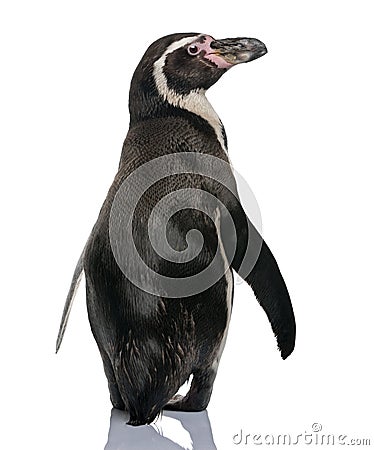 Rear view of Humboldt Penguin, standing Stock Photo