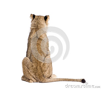 Rear view of lion, Panthera leo, 9 months old, in front of white background Stock Photo