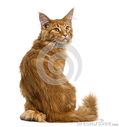 Rear view of a Maine Coon kitten sitting, looking up Stock Photo