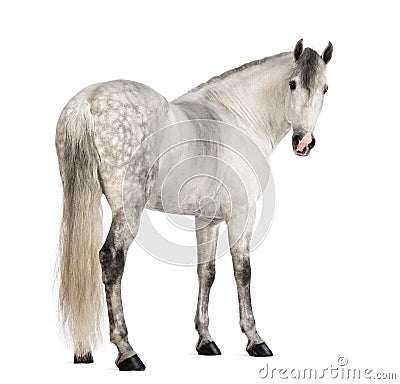 Rear view of a Male Andalusian, 7 years old, also known as the Pure Spanish Horse or PRE, looking back Stock Photo