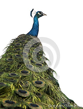 Rear view of a male Indian Peafowl Stock Photo