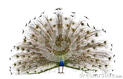 Rear view of a male Indian Peafowl Stock Photo