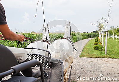 Rear view of pair of beautiful white horses from carriage Stock Photo