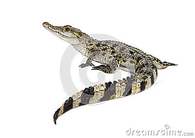 Rear view of a Philippine crocodile with its long in the foreground, Crocodylus mindorensis, isolated on white Stock Photo