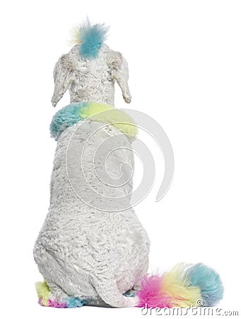 Rear view of Poodle with multi-colored hair Stock Photo