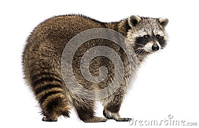 Rear view of a Racoon, Procyon Iotor, standing, isolated Stock Photo