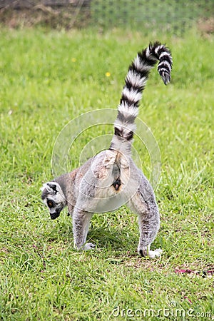 Rear view of a ringtailed lemur Stock Photo