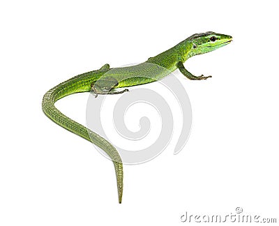 Rear view of a Sakishima lizard with its long tail in the foreground, Takydromus dorsalis, isolated on white Stock Photo