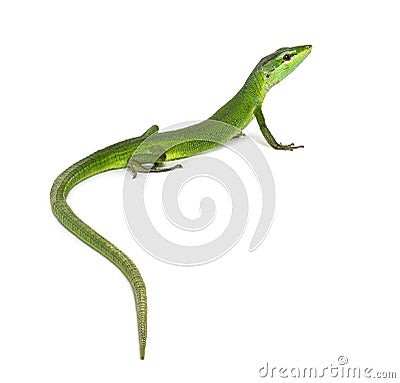 Rear view of a Sakishima lizard with its long tail in the foreground, Takydromus dorsalis, isolated on white Stock Photo