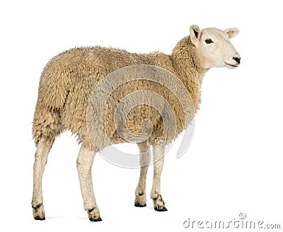 Rear view of a Sheep looking away against white background Stock Photo