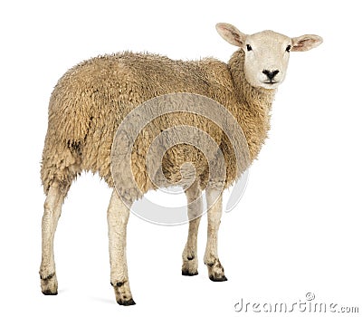 Rear view of a Sheep looking back Stock Photo
