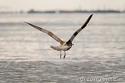 rear view of spotted gull flying in the air Stock Photo