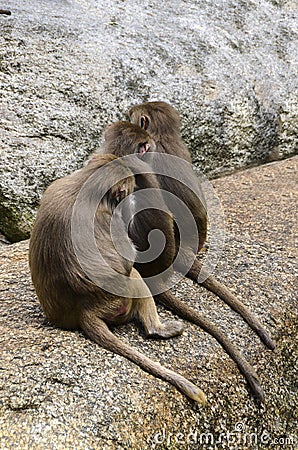 Rear view of three macaque apes Stock Photo