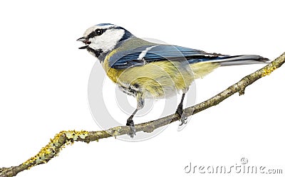 Rear view of a tweeting Blue Tit perched on a branch Stock Photo