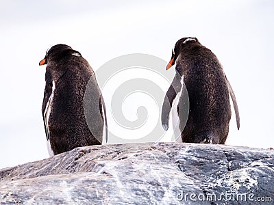 Rear view of two Gentoo penguins, Pygoscelis papua, standing on Stock Photo