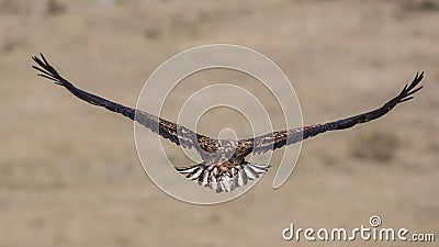White-tailed Eagle Wingspan Stock Photo