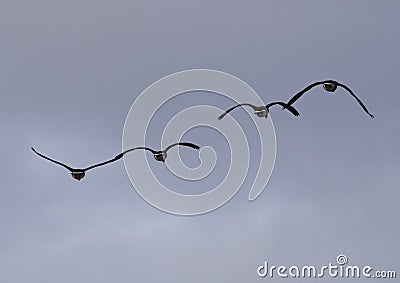 A Rear Viewof a Flock of Canada Geese Stock Photo