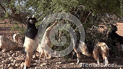 Rebaño De Cabras Trepadoras De árboles Comiendo Hojas De Las Ramas Del árbol  De Argán En Marruecos. Lugar Turístico Metrajes - Vídeo de desierto,  alimento: 194485496
