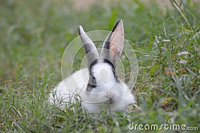 Rebbit Photography Stock Photo