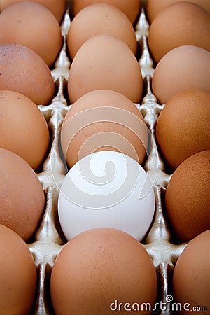 Rebel Egg Stock Photo