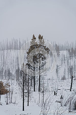 Recent Burn Area in Colorado Stock Photo