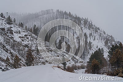 Recent Burn Area in Colorado Stock Photo