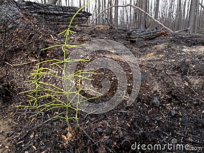 Recent burn of boreal forest Stock Photo