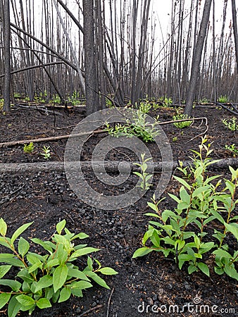 Recent burn of boreal forest Stock Photo