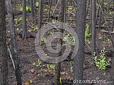 Recent burn of boreal forest Stock Photo
