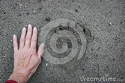 Recent footprint of a brown bear in comparison with a woman`s hand. The dangers of hiking in a wild forest Stock Photo