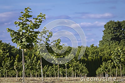 Recently Planted Hazelnut Filbert Orchard Stock Photo