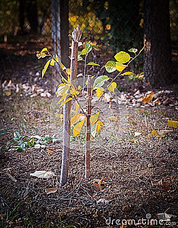 Recently Planted Young Tree Stock Photo
