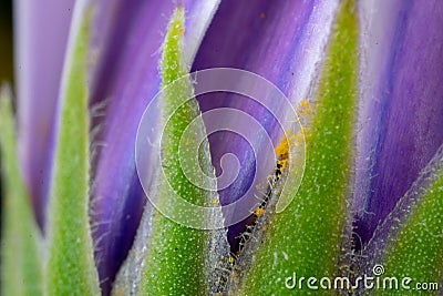 receptacle and green flower sepal and purple part of the leaf Stock Photo