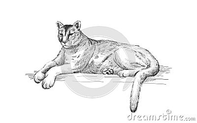 Reclining cougar. Lying American mountain lion, red tiger, panther animal. Puma predator in zoo, vector illustration Vector Illustration